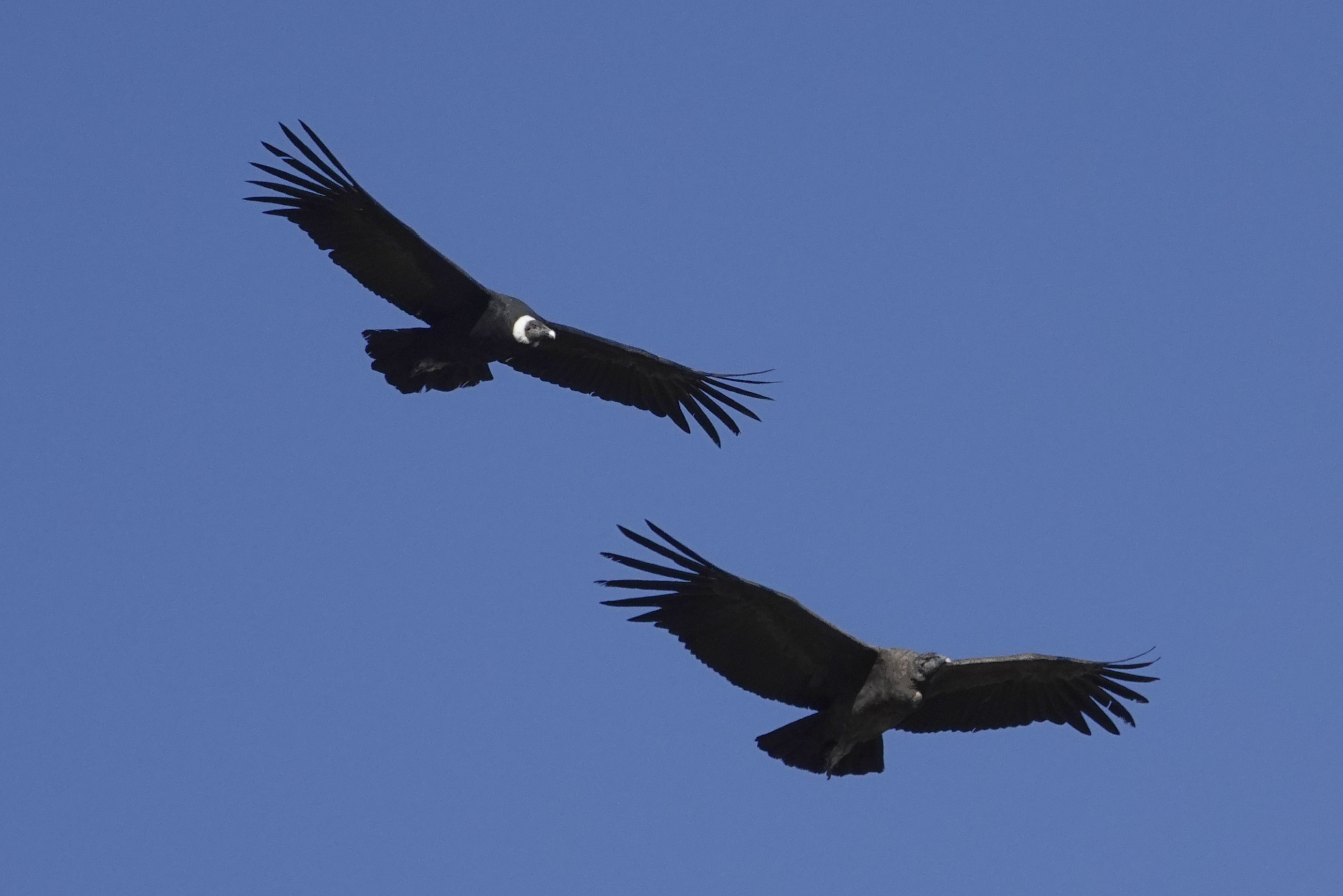 Deux condors en vol